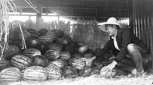 信阳吃瓜群众事件始末,一场网络舆论的风暴与反思