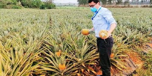 海南人吃瓜群众事件,网络舆论的风暴与反思