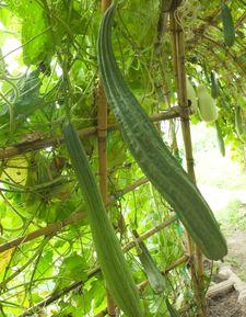 三伏天当好一个吃瓜群众,如何当好一个吃瓜群众