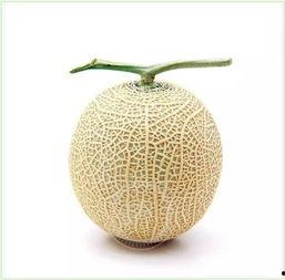 小楠瓜吃瓜群众,瓜界新宠，吃瓜群众的热议焦点