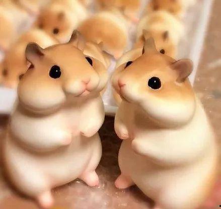 吃瓜群众小仓鼠视频,趣味横生的吃瓜日常