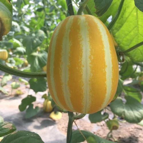 60年代吃瓜群众,吃瓜群众的岁月记忆