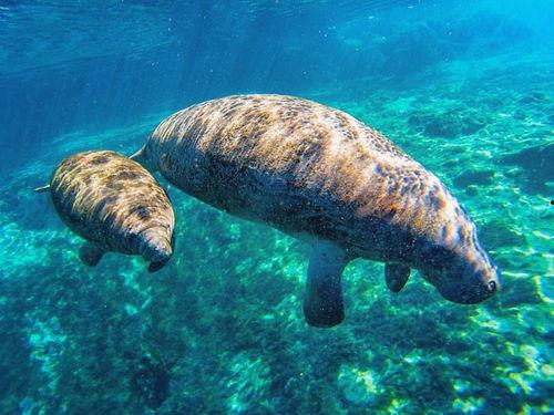 小动物吃瓜群众,小动物们的夏日瓜果盛宴