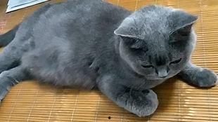 吃瓜群众小花猫,揭秘娱乐圈幕后故事