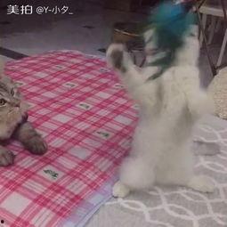 吃瓜群众的大爷是谁啊,网络红人的崛起与影响