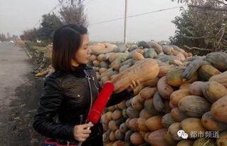 陈二姐吃瓜群众,吃瓜群众的智慧与趣味