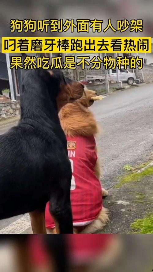 被狗追过的夏天吃瓜群众