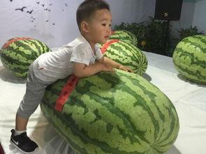 博山吃瓜群众事件