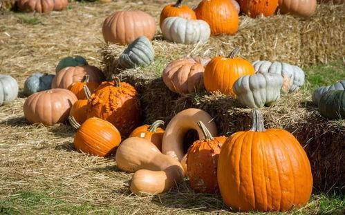 吃瓜群众的俗称,网络时代的围观力量