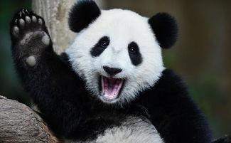 大熊猫成实吃瓜群众,瓜群众眼中的“国宝萌主”